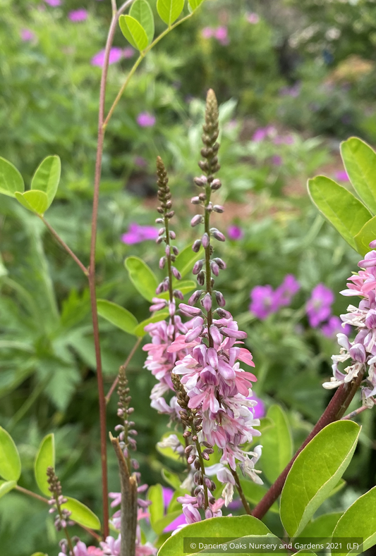 Shrubs ~ Indigofera amblyantha ~ Dancing Oaks Nursery and Gardens ~ Retail Nursery ~ Mail Order Nursery