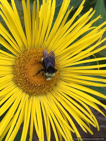 Perennials ~ Inula hookeri, Hooker Inula ~ Dancing Oaks Nursery and Gardens ~ Retail Nursery ~ Mail Order Nursery
