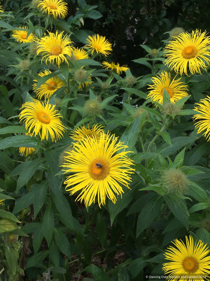 Perennials ~ Inula hookeri, Hooker Inula ~ Dancing Oaks Nursery and Gardens ~ Retail Nursery ~ Mail Order Nursery