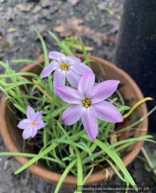 Bulbs & Tubers ~ Ipheion (syn. Tristagma) uniflorum 'Charlotte Bishop', Star Flower ~ Dancing Oaks Nursery and Gardens ~ Retail Nursery ~ Mail Order Nursery