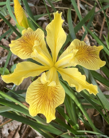 Perennials ~ Iris x pacifica - Yellow Selection, Pacific Coast Native Iris Hybrids ~ Dancing Oaks Nursery and Gardens ~ Retail Nursery ~ Mail Order Nursery