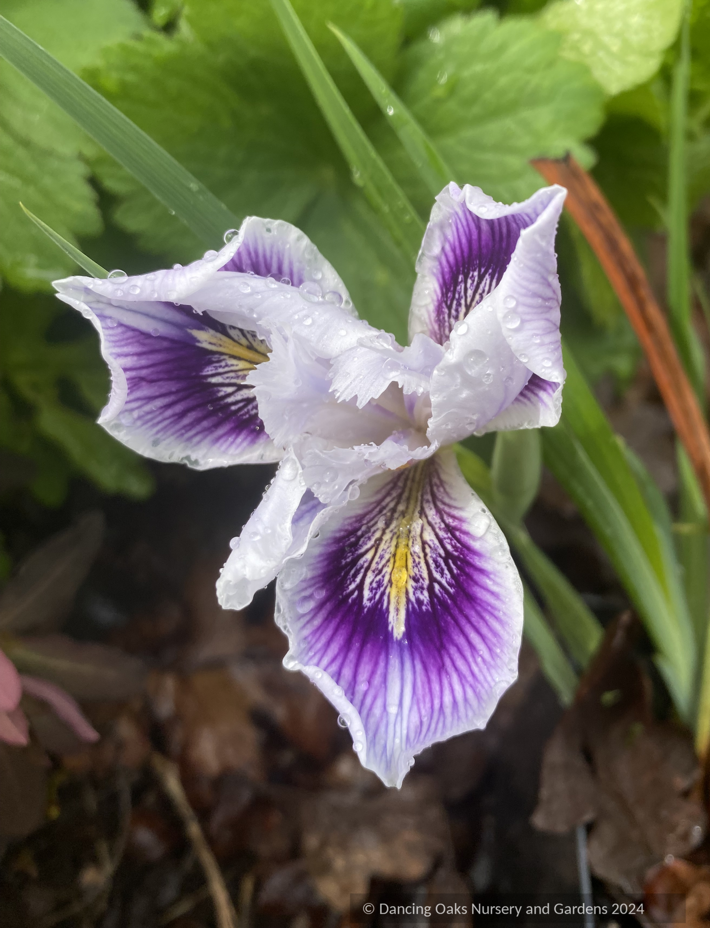 Perennials ~ Iris PC Hybrid, Pacific Coast Native Iris Hybrids ~ Dancing Oaks Nursery and Gardens ~ Retail Nursery ~ Mail Order Nursery
