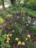 Perennials ~ Iris PC Hybrid, Pacific Coast Native Iris Hybrids ~ Dancing Oaks Nursery and Gardens ~ Retail Nursery ~ Mail Order Nursery