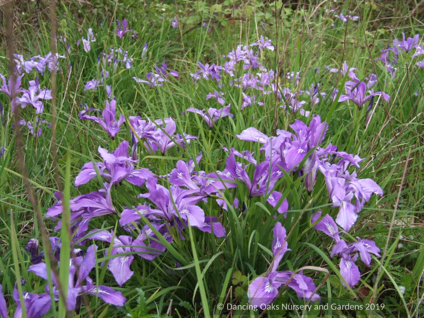 Iris x pacifica Hybrid, Pacific Coast Native Iris Hybrids