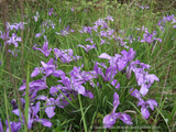 Iris PC Hybrid, Pacific Coast Native Iris Hybrids