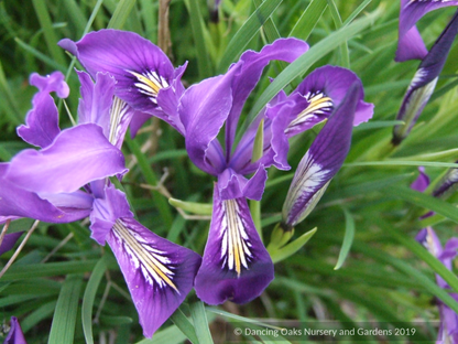 Iris x pacifica Hybrid, Pacific Coast Native Iris Hybrids