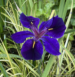 Bulb ~ Iris louisiana x 'Black Gamecock', Louisiana Iris ~ Dancing Oaks Nursery and Gardens ~ Retail Nursery ~ Mail Order Nursery