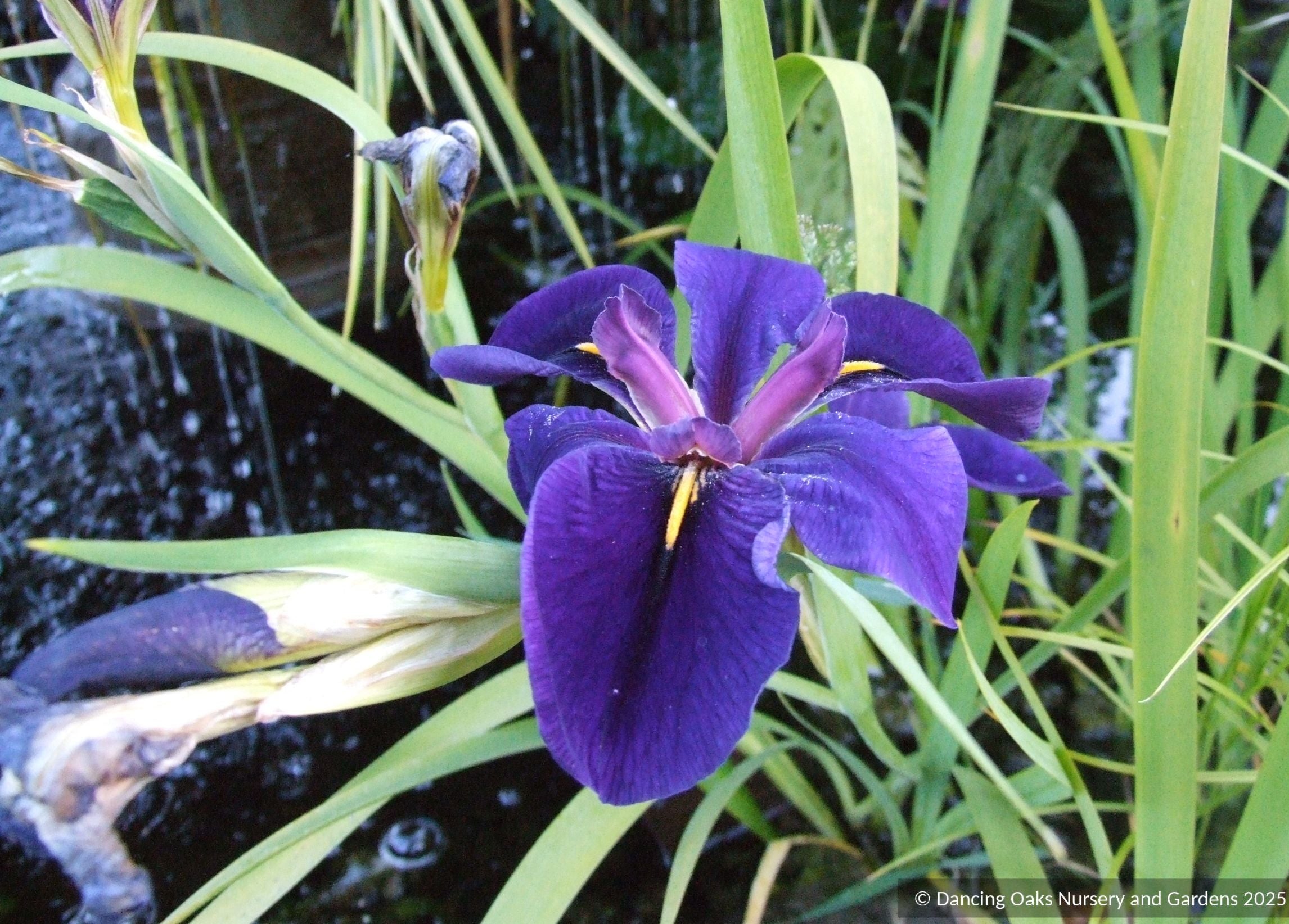 Iris louisiana x 'Black Gamecock', Louisiana Iris – Dancing Oaks