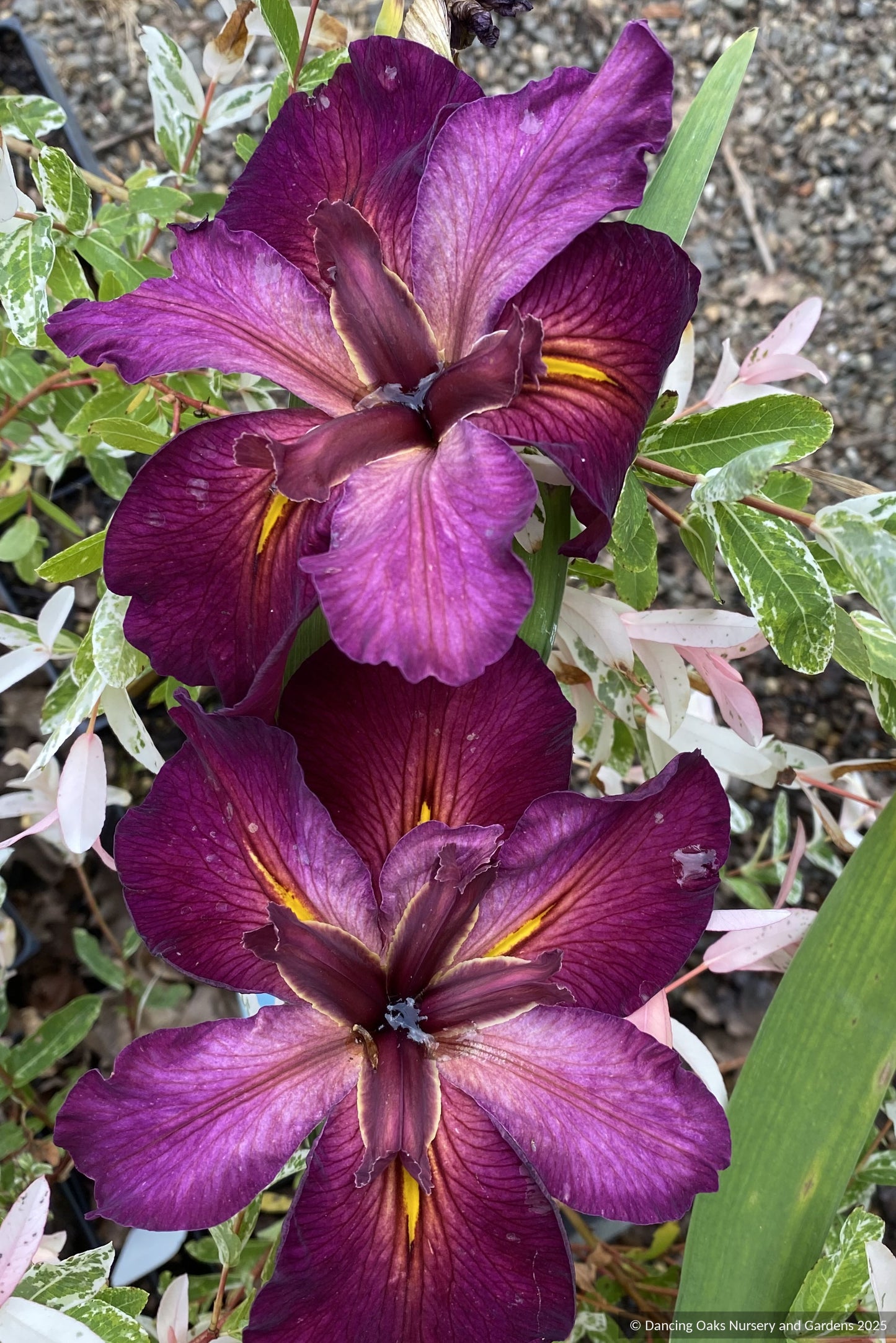 Bulb ~ Iris louisiana x 'Red Velvet Elvis', Louisiana Iris ~ Dancing Oaks Nursery and Gardens ~ Retail Nursery ~ Mail Order Nursery