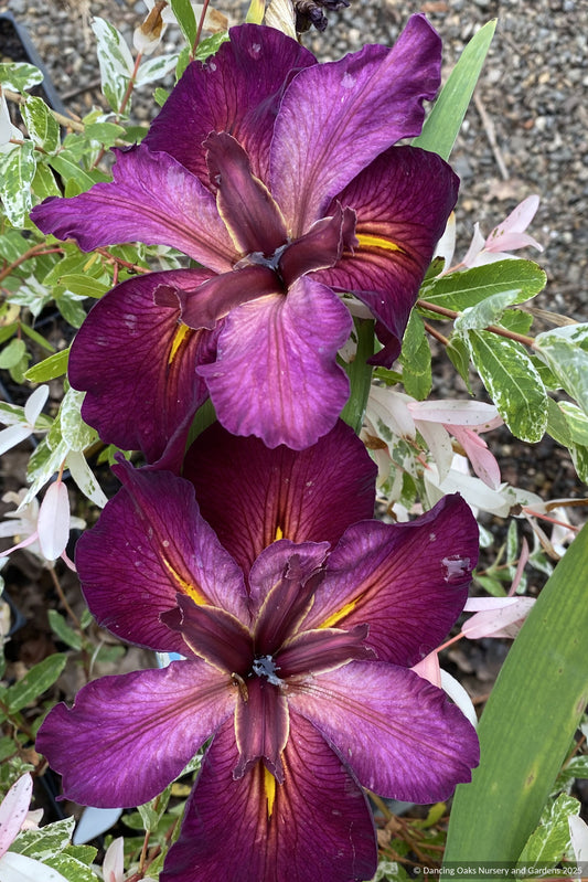 Bulb ~ Iris louisiana x 'Red Velvet Elvis', Louisiana Iris ~ Dancing Oaks Nursery and Gardens ~ Retail Nursery ~ Mail Order Nursery