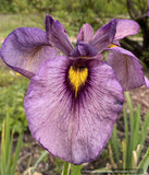 Bulbs and Tubers ~ Iris pseudata 'Yasha' ~ Dancing Oaks Nursery and Gardens ~ Retail Nursery ~ Mail Order Nursery