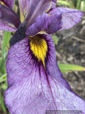 Bulbs and Tubers ~ Iris pseudata 'Yasha' ~ Dancing Oaks Nursery and Gardens ~ Retail Nursery ~ Mail Order Nursery