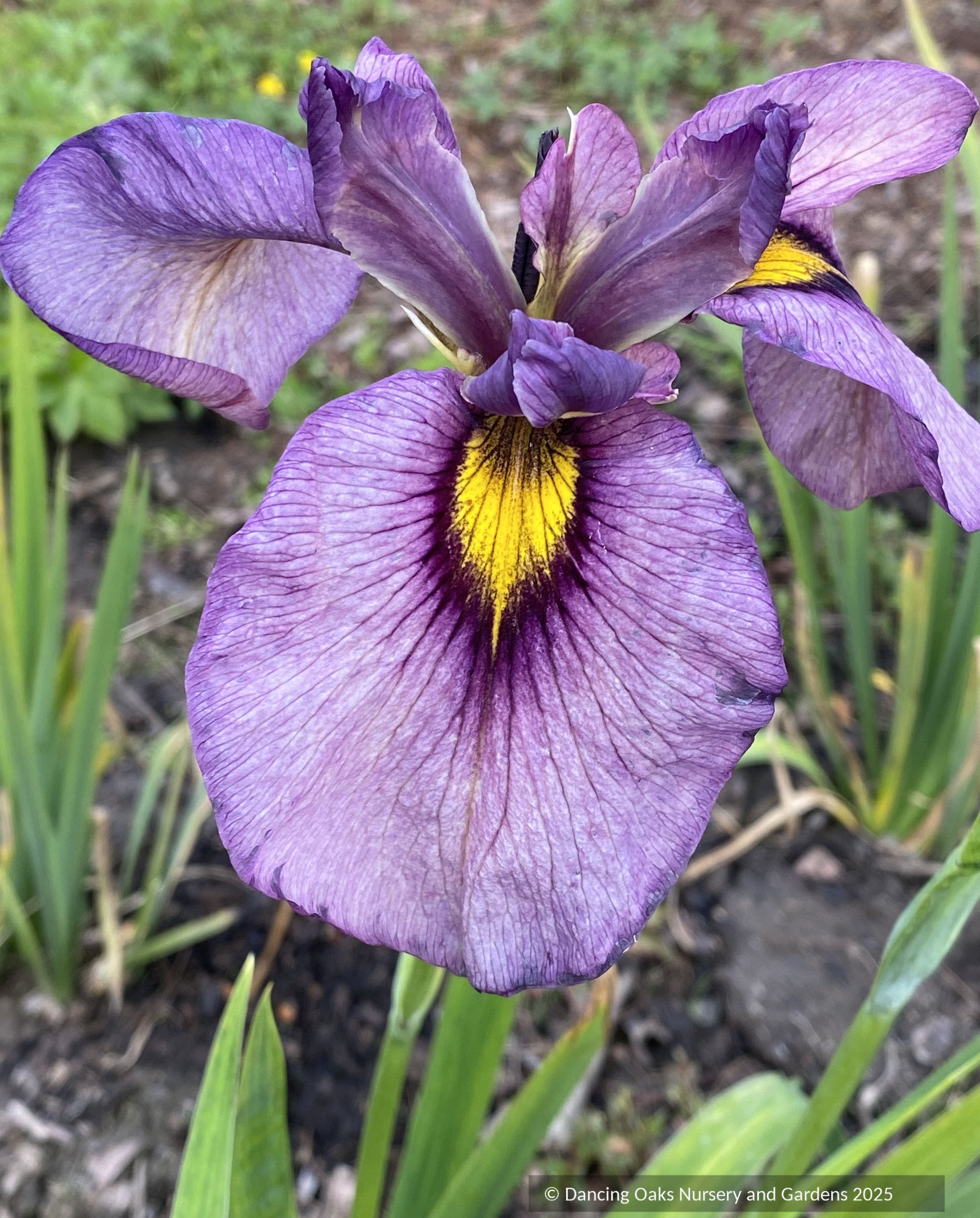 Bulbs and Tubers ~ Iris pseudata 'Yasha' ~ Dancing Oaks Nursery and Gardens ~ Retail Nursery ~ Mail Order Nursery