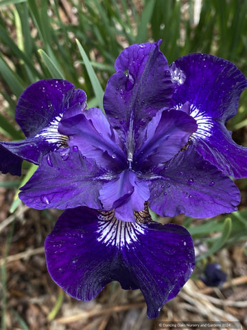 Perennials ~ Iris siberica 'Shirley Pope', Siberian iris ~ Dancing Oaks Nursery and Gardens ~ Retail Nursery ~ Mail Order Nursery