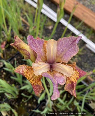 Perennials ~Iris siberica 'Paprikash'™, Paprikash Siberian Iris (Peacock Butterfly series) ~ Dancing Oaks Nursery and Gardens ~ Retail Nursery ~ Mail Order Nursery