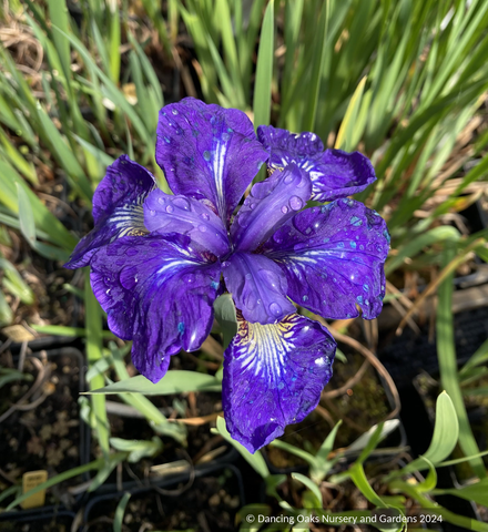 Perennials ~Iris siberica 'I See Stars', Siberian Iris  ~ Dancing Oaks Nursery and Gardens ~ Retail Nursery ~ Mail Order Nursery