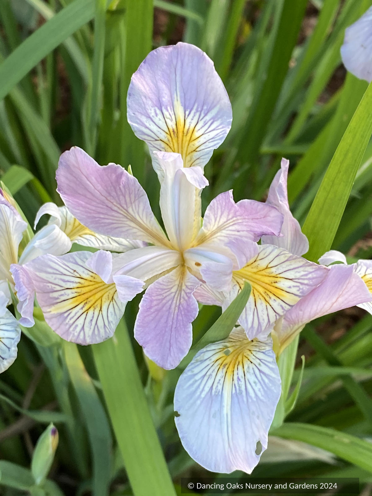 Iris tenax var. gormanii, Gorman's Iris – Dancing Oaks Nursery and