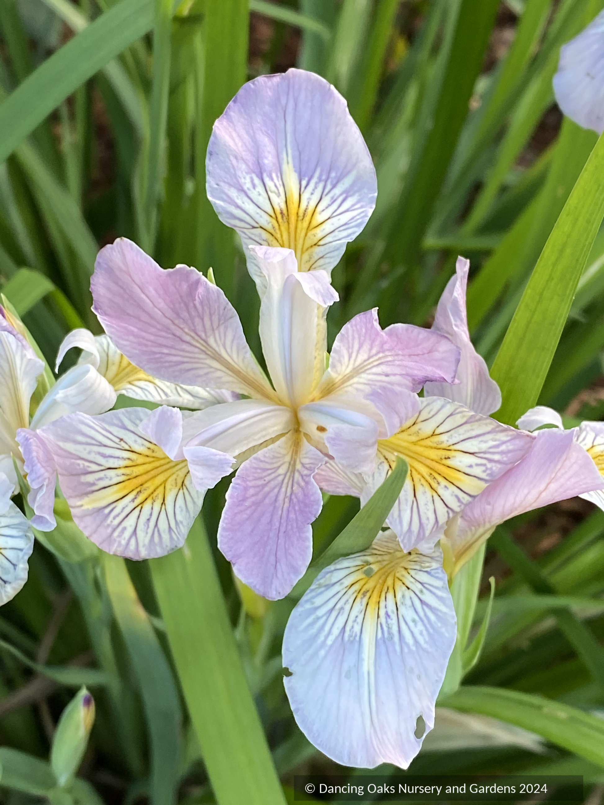 Perennials ~ Iris tenax var. gormanii, Gorman's Native Iris ~ Dancing Oaks Nursery and Gardens ~ Retail Nursery ~ Mail Order Nursery