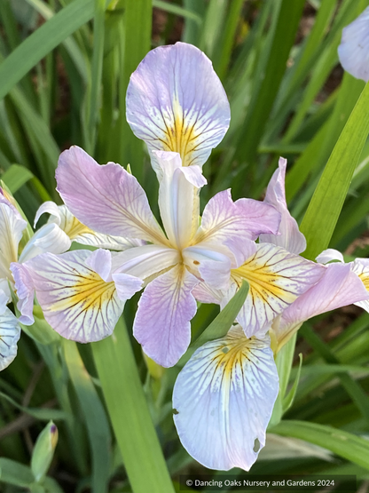 Perennials ~ Iris tenax var. gormanii, Gorman's Native Iris ~ Dancing Oaks Nursery and Gardens ~ Retail Nursery ~ Mail Order Nursery