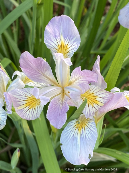 Iris tenax var. gormanii, Gorman's Iris – Dancing Oaks Nursery and Iris tenax var. gormanii, Gorman's Iris – Dancing Oaks Nursery and