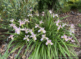Perennials ~ Iris tenax var. gormanii, Gorman's Native Iris ~ Dancing Oaks Nursery and Gardens ~ Retail Nursery ~ Mail Order Nursery