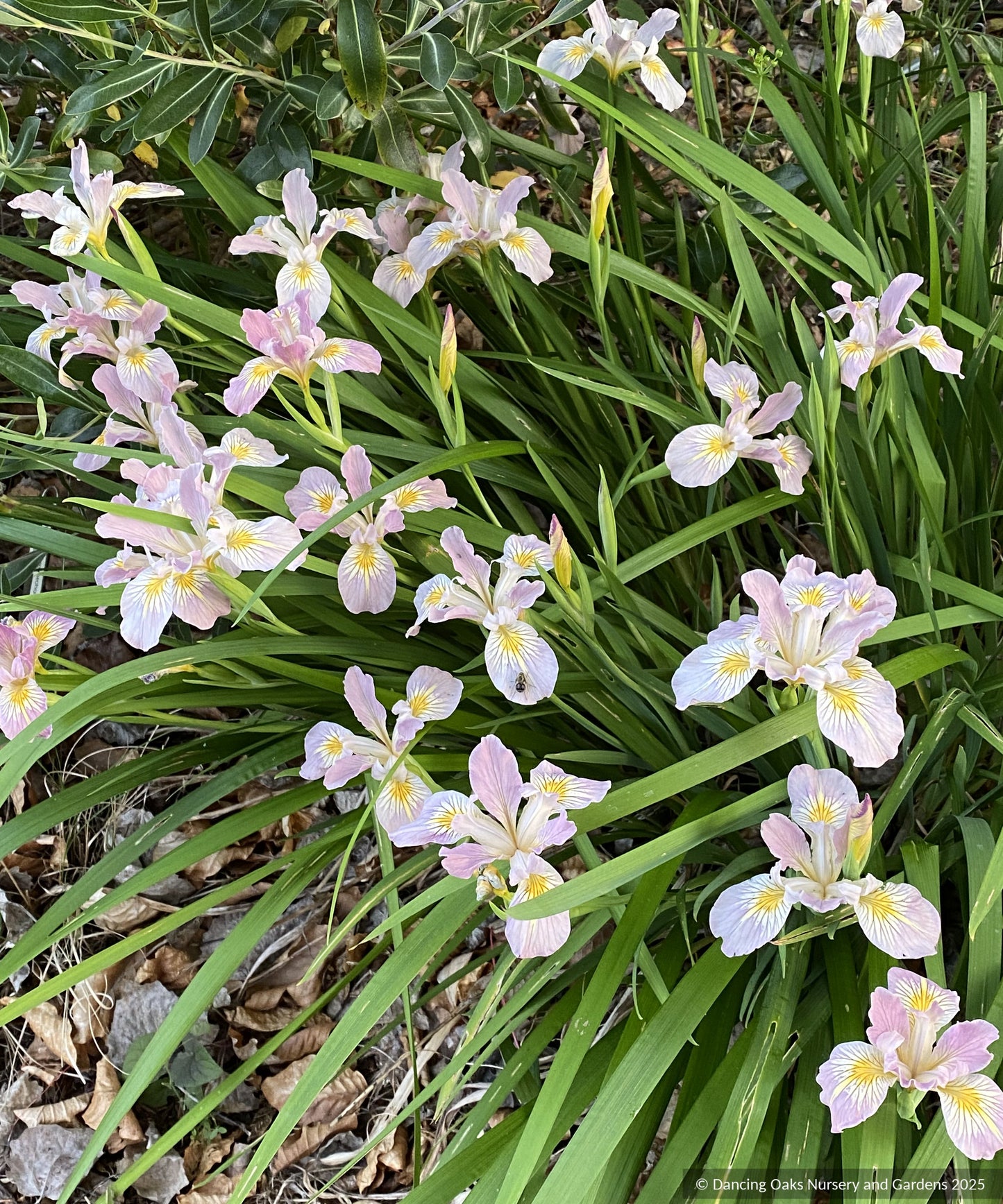 Perennials ~ Iris tenax var. gormanii, Gorman's Native Iris ~ Dancing Oaks Nursery and Gardens ~ Retail Nursery ~ Mail Order Nursery