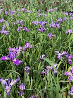 Perennials ~  Iris x pacifica - Lavender Selection ~ Dancing Oaks Nursery and Gardens ~ Retail Nursery ~ Mail Order Nursery
