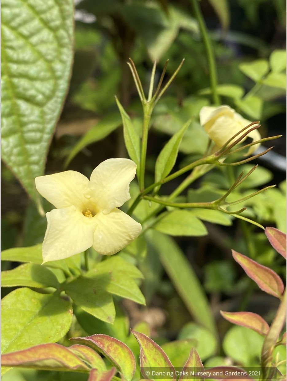 Jasminum officinale 'Devon Cream' (syn. 'Clotted Cream'), Jasmine