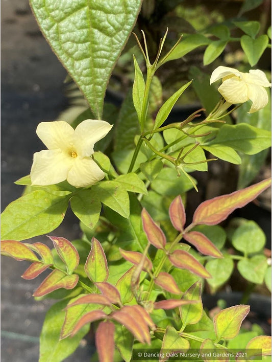 Jasminum officinale 'Devon Cream' (syn. 'Clotted Cream'), Jasmine