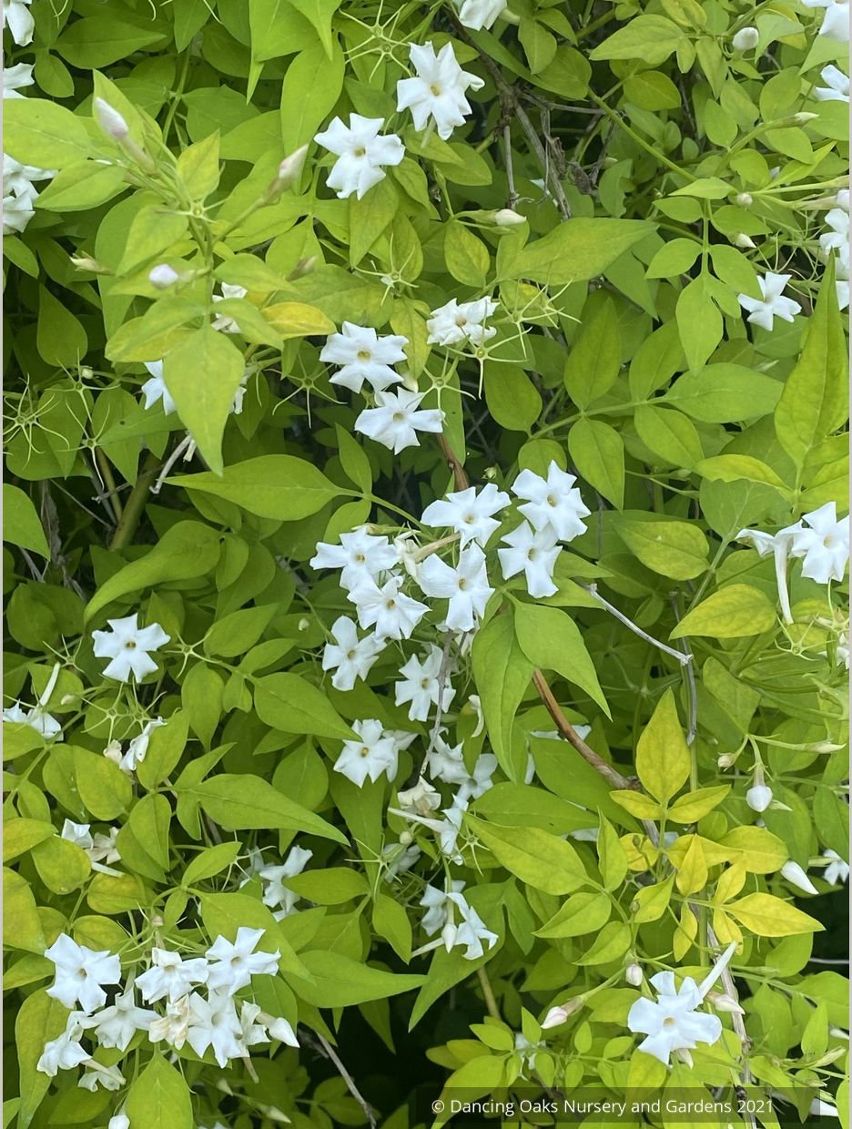 Vines ~ Jasminum officinale 'Fiona Sunrise', Hardy Golden Jasmine ~ Dancing Oaks Nursery and Gardens ~ Retail Nursery ~ Mail Order Nursery