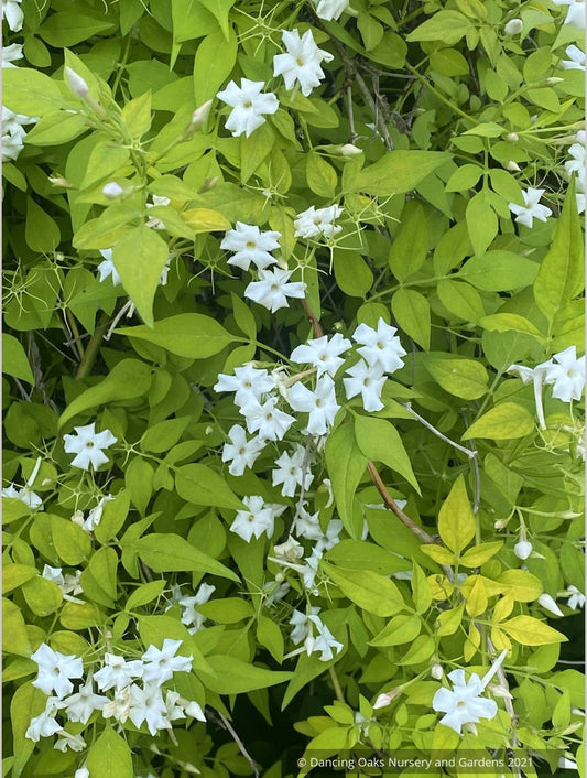 Vines ~ Jasminum officinale 'Fiona Sunrise', Hardy Golden Jasmine ~ Dancing Oaks Nursery and Gardens ~ Retail Nursery ~ Mail Order Nursery