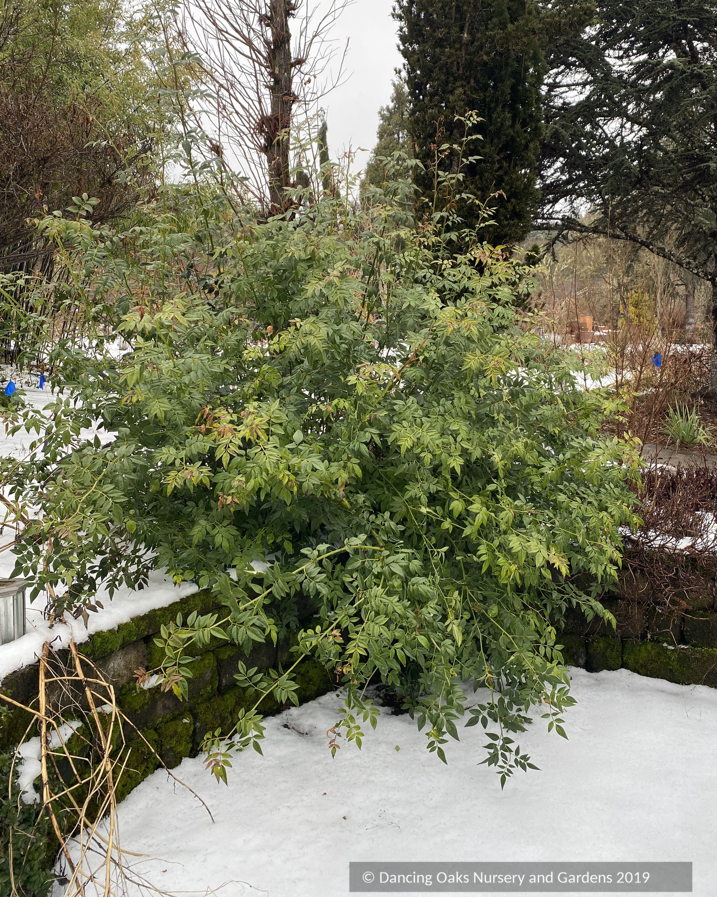 Jasminum x humile 'Revolutum', Italian Jasmine