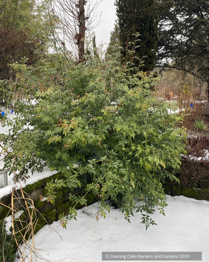 Jasminum x humile 'Revolutum', Italian Jasmine