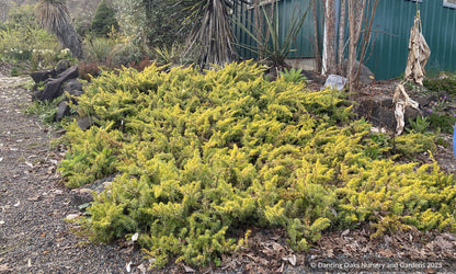 Juniperus conferta 'All Gold', Golden Shore Juniper