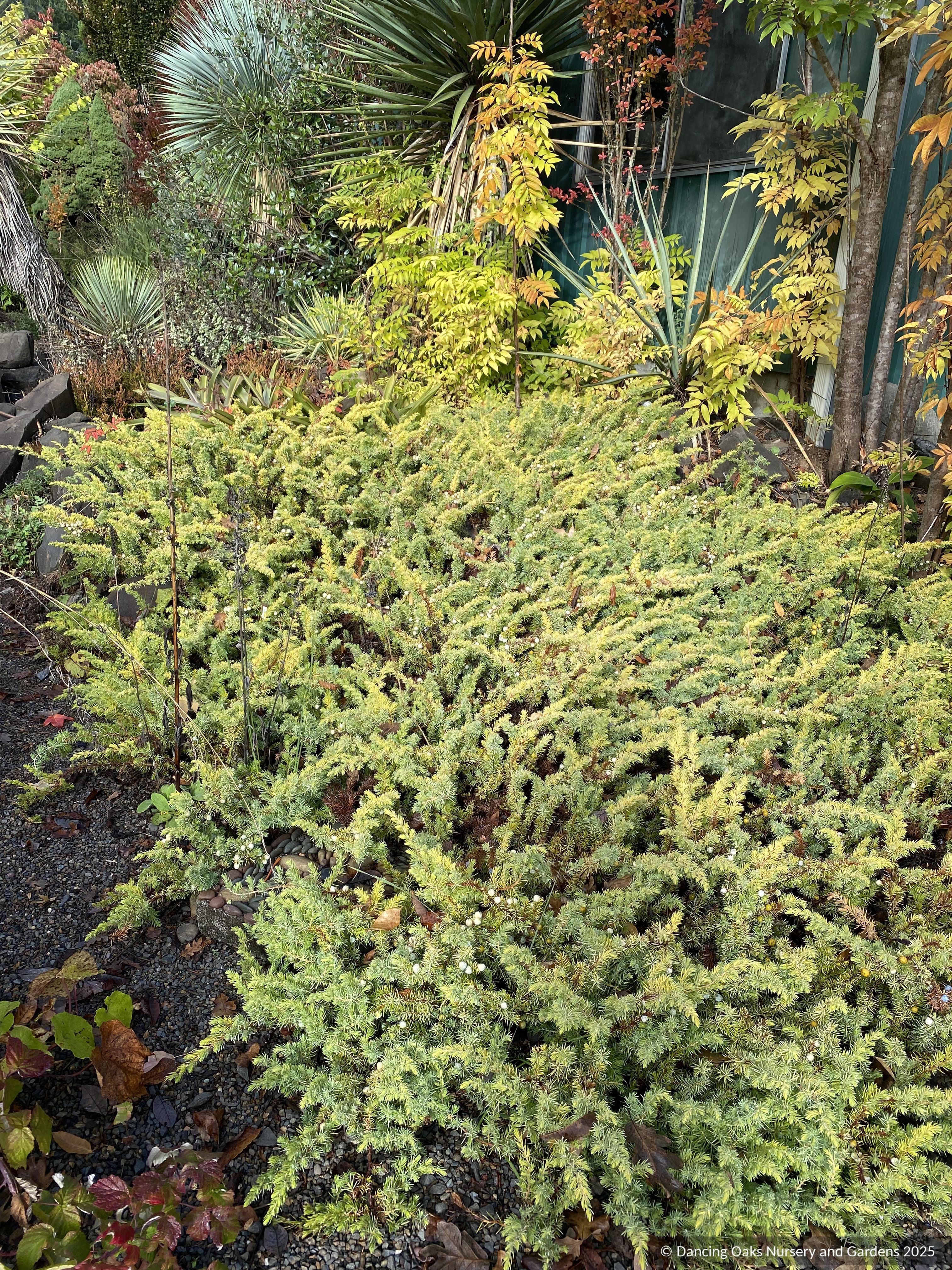 Juniperus conferta 'All Gold', Golden Shore Juniper – Dancing Oaks