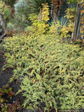 Juniperus conferta 'All Gold', Golden Shore Juniper