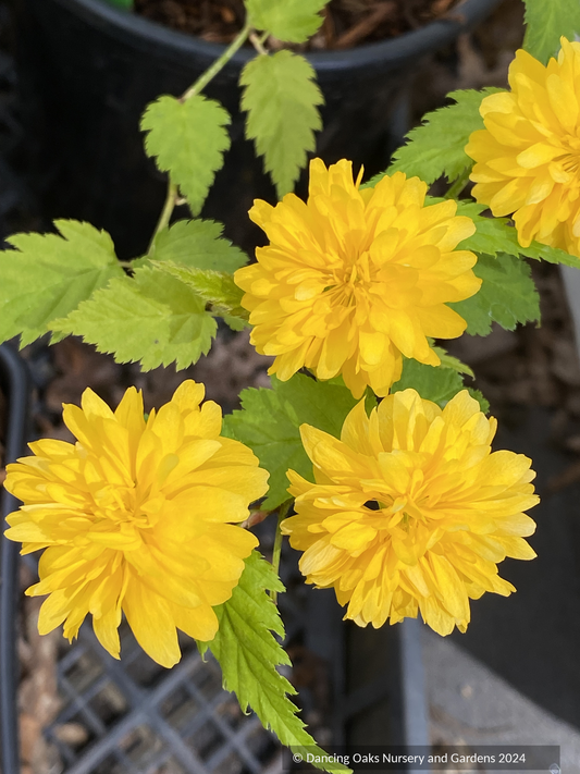 Shrubs ~ Kerria japonica Pleniflora', Double-Flowered Japanese Kerria~ Dancing Oaks Nursery and Gardens ~ Retail Nursery ~ Mail Order Nursery