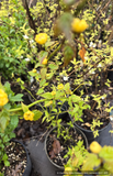 Kerria japonica 'Pleniflora', Double-Flowered Gypsy Rose