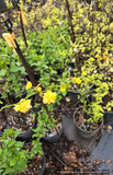 Kerria japonica 'Pleniflora', Double-Flowered Gypsy Rose