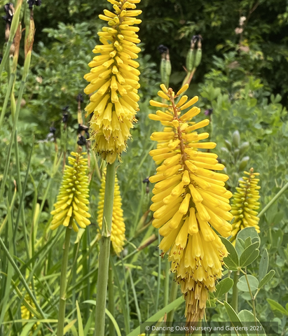 Perennials ~ Kniphofia 'Sunnindale Yellow', Torch Lily ~ Dancing Oaks Nursery and Gardens ~ Retail Nursery ~ Mail Order Nursery