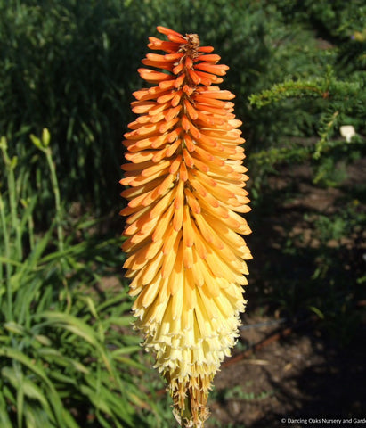 Perennials ~ Kniphofia 'Tawny King', Torch Lily ~ Dancing Oaks Nursery and Gardens ~ Retail Nursery ~ Mail Order Nursery