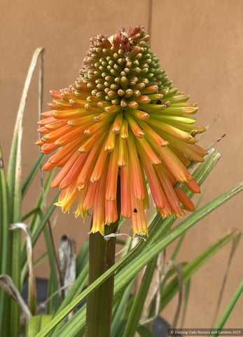 Perennials ~ Kniphofia rooperi, Torch Lily ~ Dancing Oaks Nursery and Gardens ~ Retail Nursery ~ Mail Order Nursery