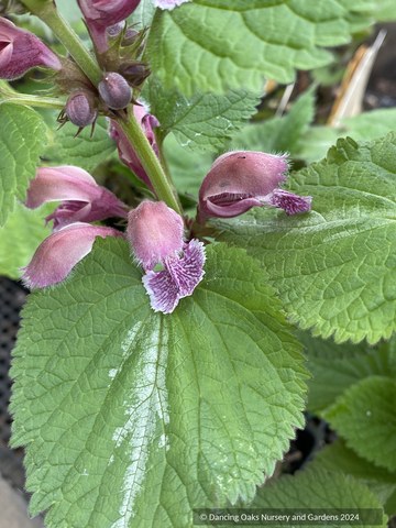 Perennials ~ Lamium orvale 'Silva', Dead Nettle ~ Dancing Oaks Nursery and Gardens ~ Retail Nursery ~ Mail Order Nursery