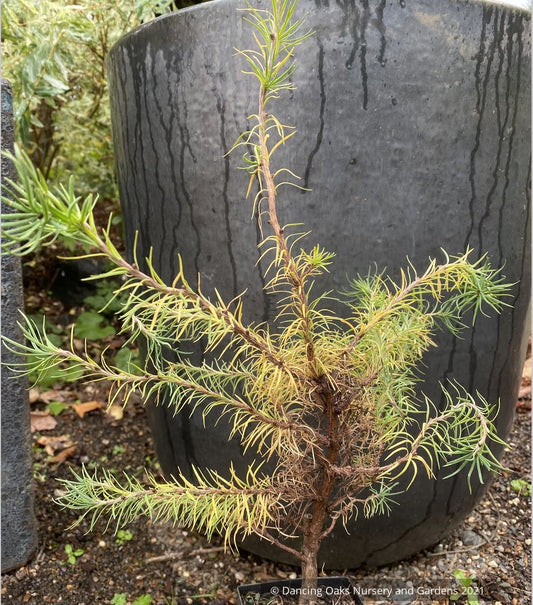 Trees ~ Conifers~Larix kaempferi 'Twisted Sister', Contorted Dwarf Larch~ Dancing Oaks Nursery and Gardens ~ Retail Nursery ~ Mail Order Nursery