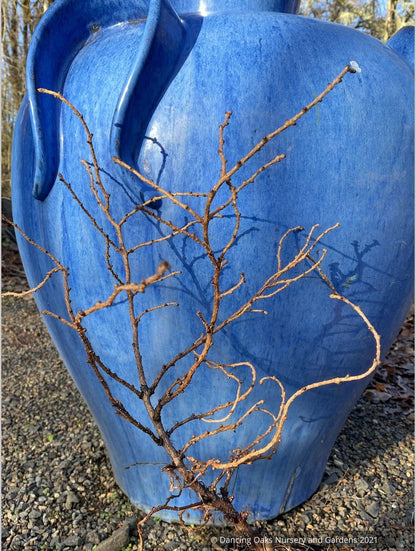Trees ~ Conifers~Larix kaempferi 'Twisted Sister', Contorted Dwarf Larch~ Dancing Oaks Nursery and Gardens ~ Retail Nursery ~ Mail Order Nursery