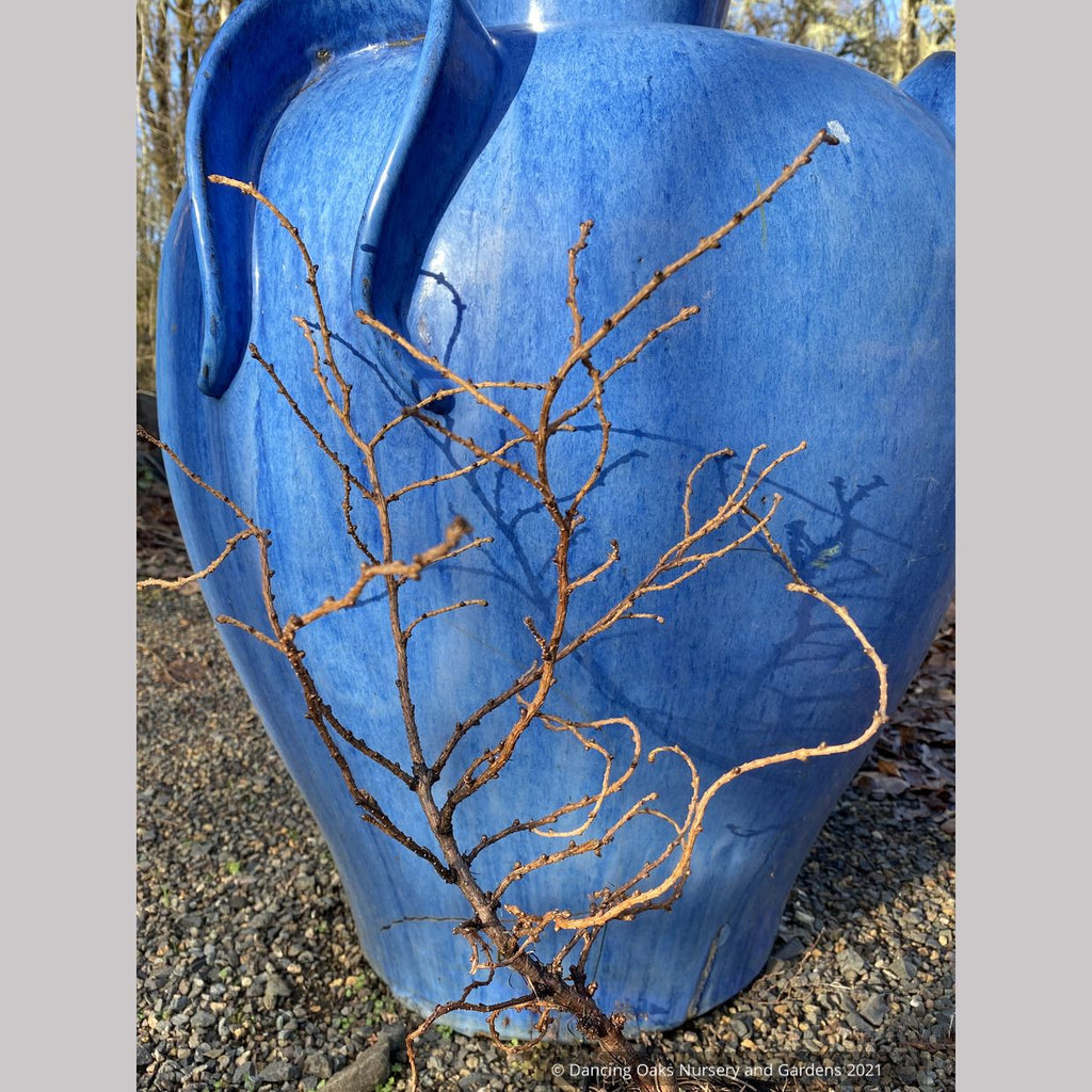 Larix kaempferi 'Twisted Sister', Contorted Dwarf Larch – Dancing Oaks ...