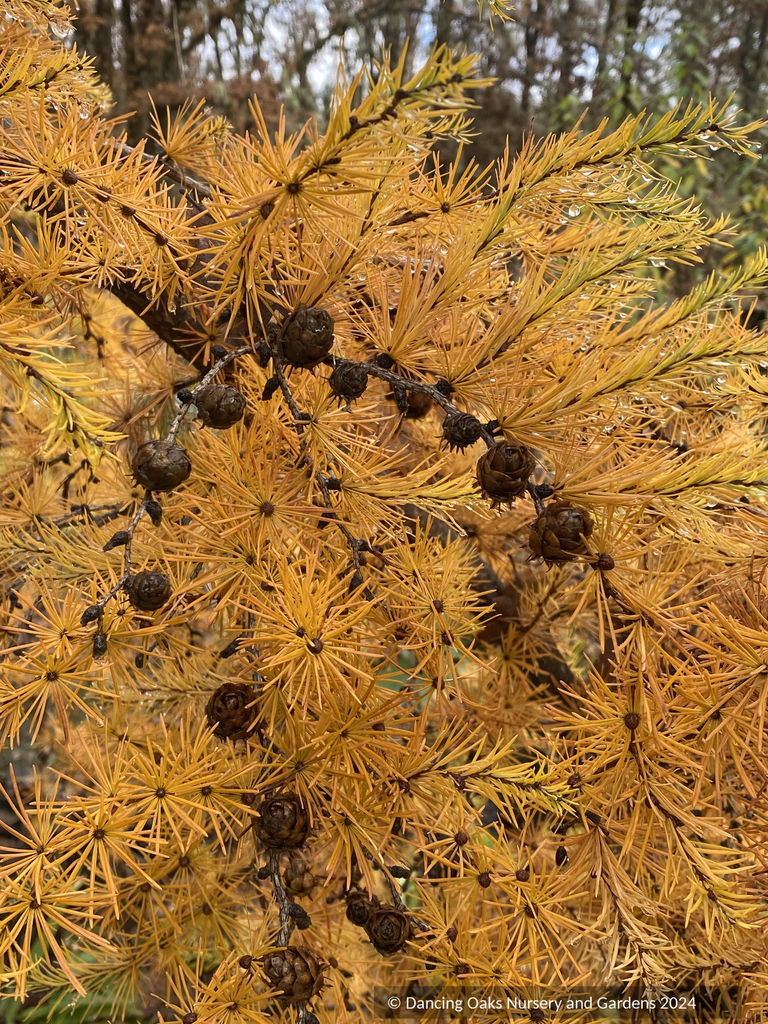 Larix kaempferi 'Paper Lanterns', Japanese Larch – Dancing Oaks Nursery ...