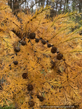 Trees ~ Conifers ~ Larix kaempferi 'Paper Lanterns', Contorted Dwarf Larch~ Dancing Oaks Nursery and Gardens ~ Retail Nursery ~ Mail Order Nursery