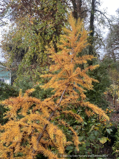 Trees ~ Conifers ~ Larix kaempferi 'Paper Lanterns', Contorted Dwarf Larch~ Dancing Oaks Nursery and Gardens ~ Retail Nursery ~ Mail Order Nursery