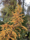 Trees ~ Conifers ~ Larix kaempferi 'Paper Lanterns', Contorted Dwarf Larch~ Dancing Oaks Nursery and Gardens ~ Retail Nursery ~ Mail Order Nursery